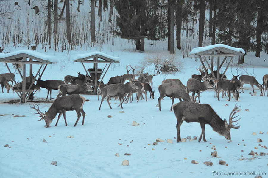 Approximately 25 deer eat food that has been distributed on the snowy ground. A forest is visible in the background, and it is a cloudy day. There are several wooden shelters visible at this event, held near Oberammergau, Germany.