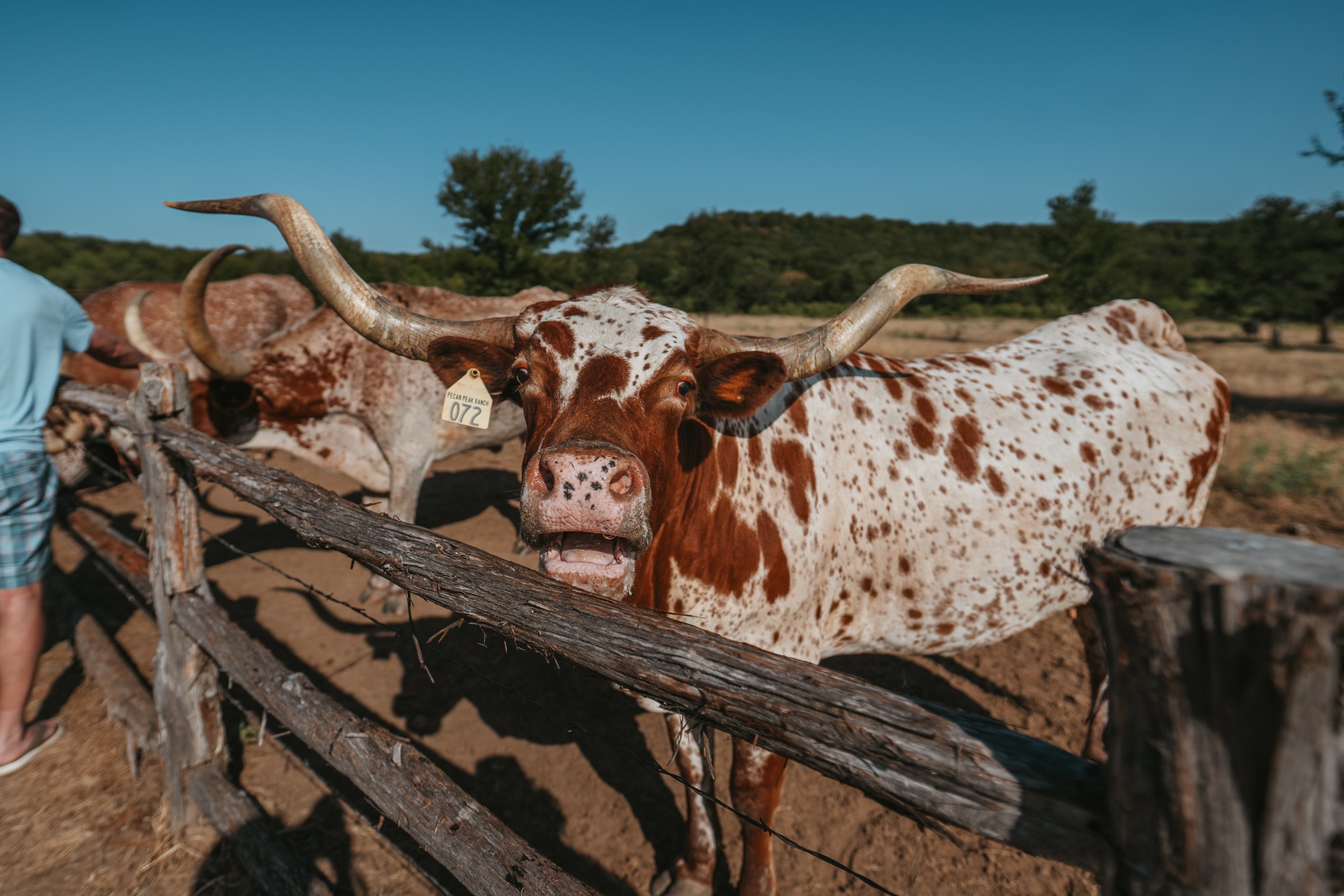 Feeding Longhorn Cattle Wildcatter Ranch North Texas Tourism