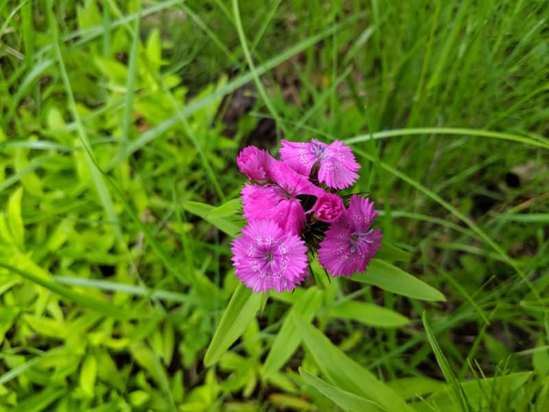 Madeline Island wildflowers