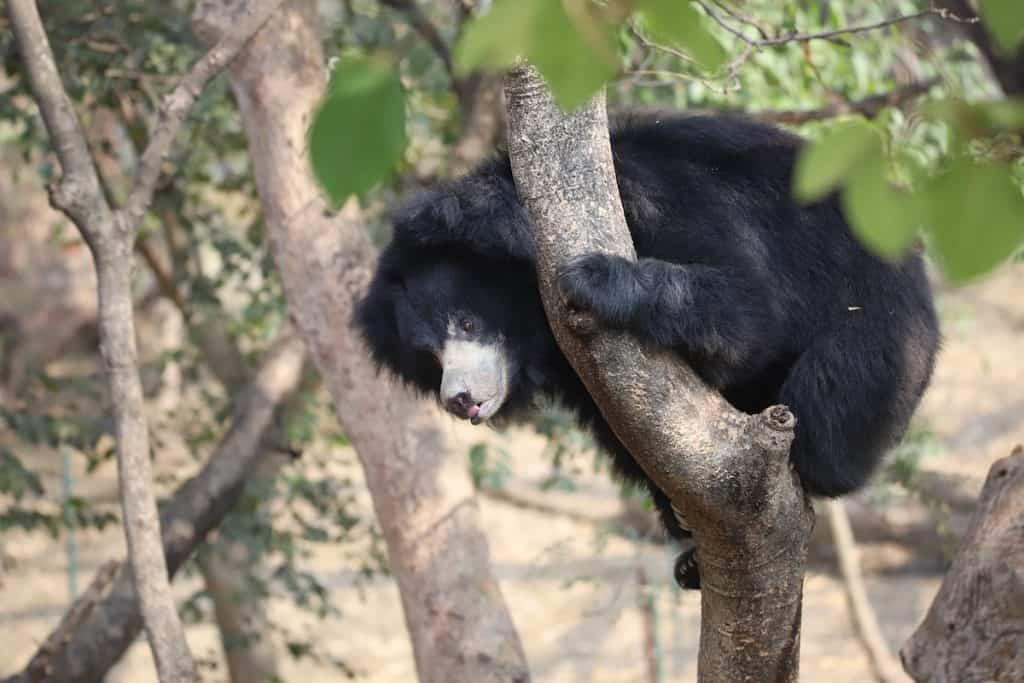 Sloth bear at the Wildlife SOS sanctuary outside Agra