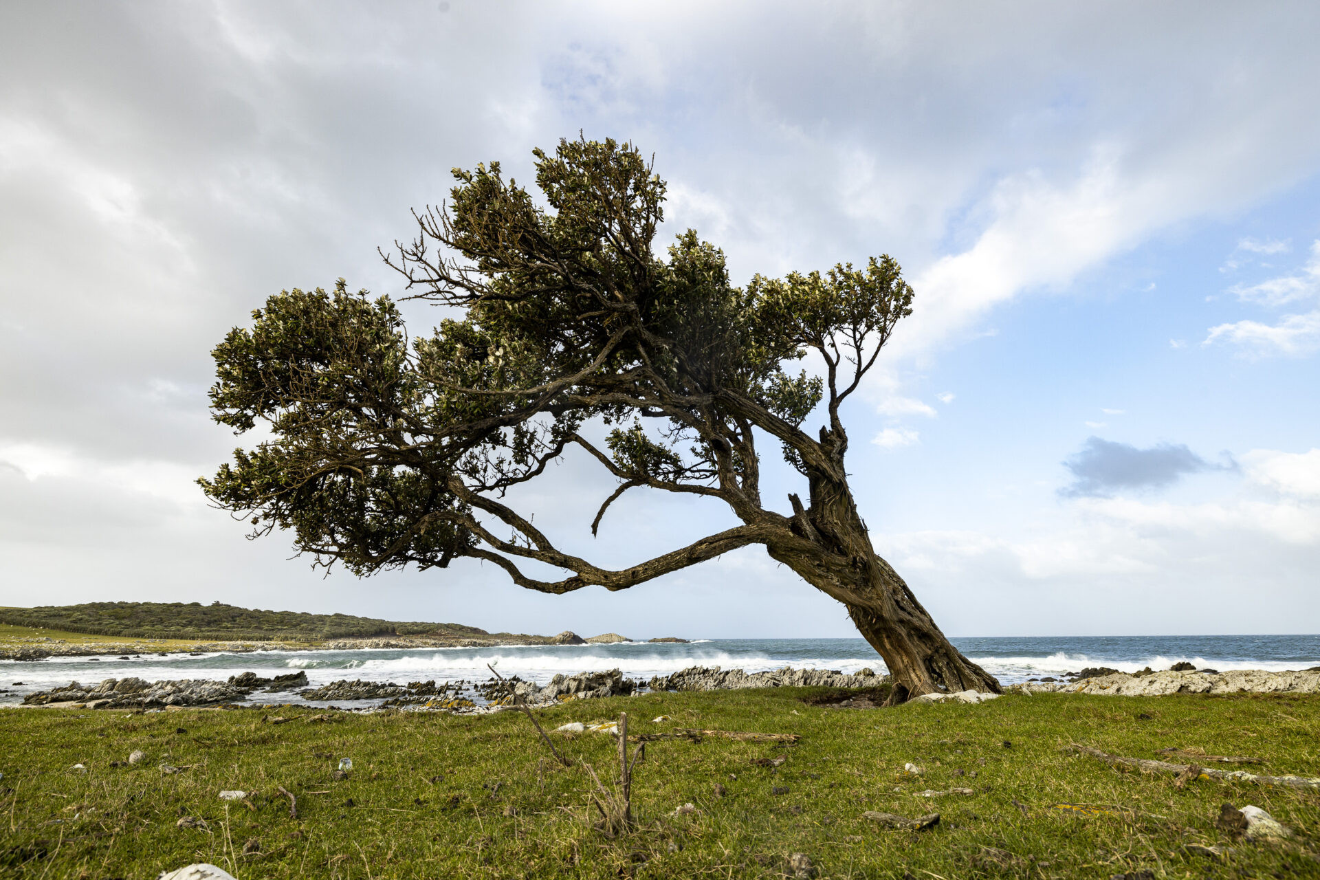 Windblown Tree: A Symbol of Resilience and Natural Beauty on the Chatham Islands