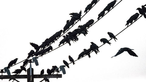 Crows on wires, East Vancouver, BC
