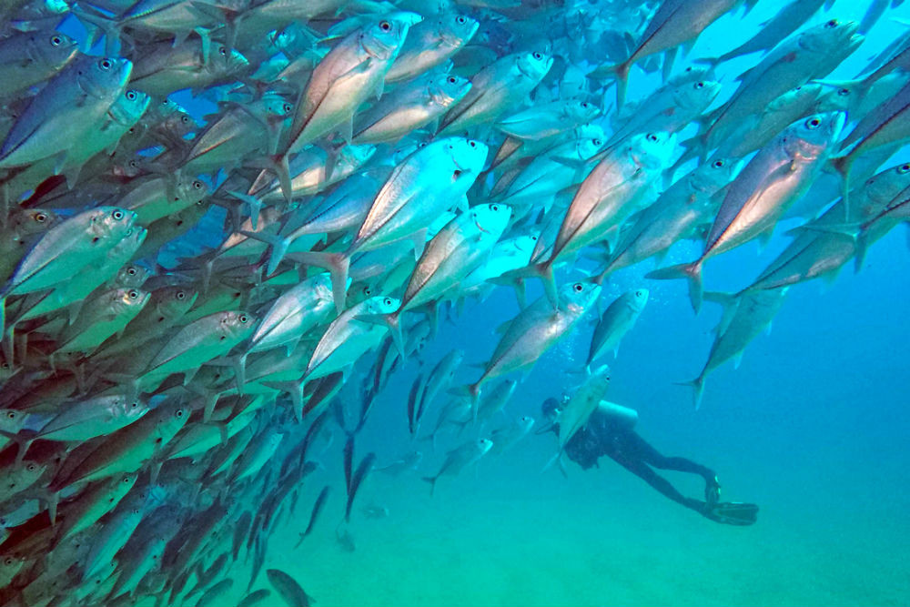underwater diver with fish in Los Cabos, Mexico