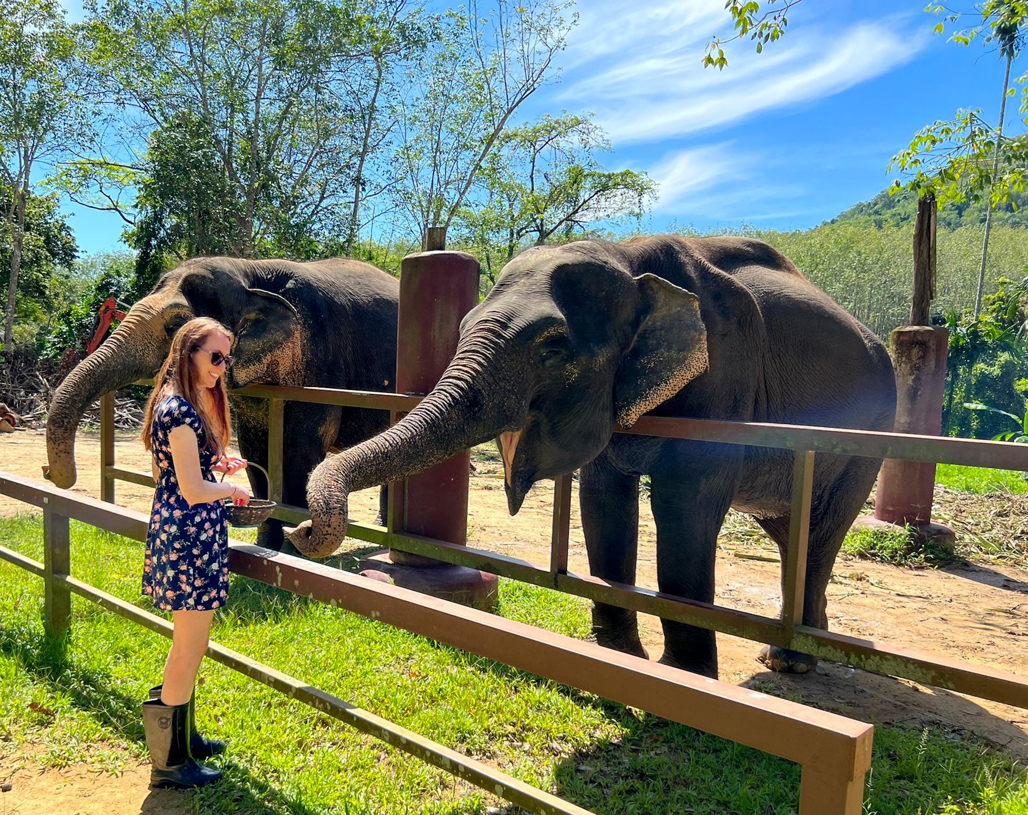 Observing elephants up close at Phuket Elephant Sanctuary