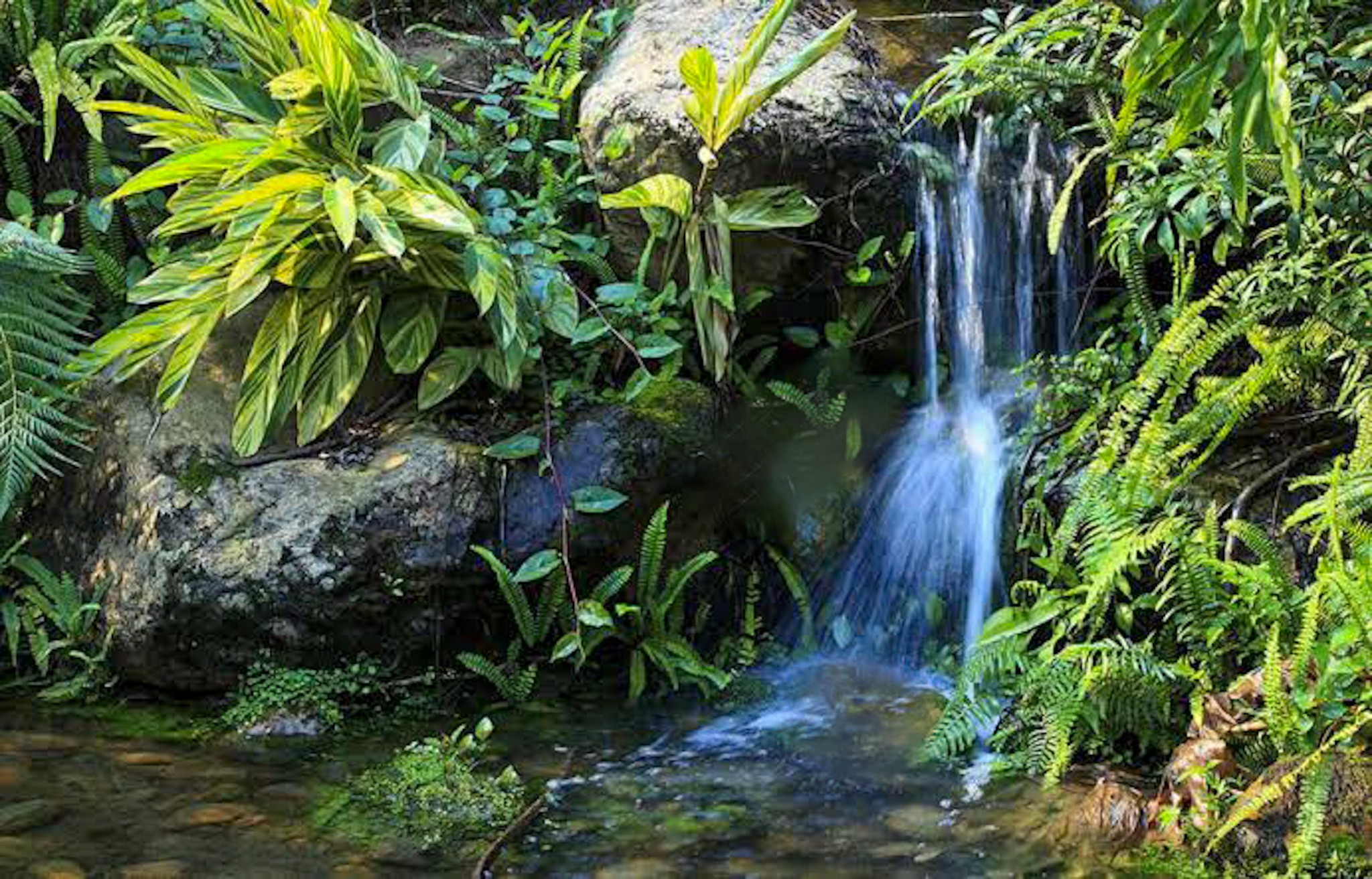 Hiking through the vibrant trails of Khao Phra Thaeo National Park