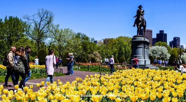 Swan Boats in Boston Public Garden