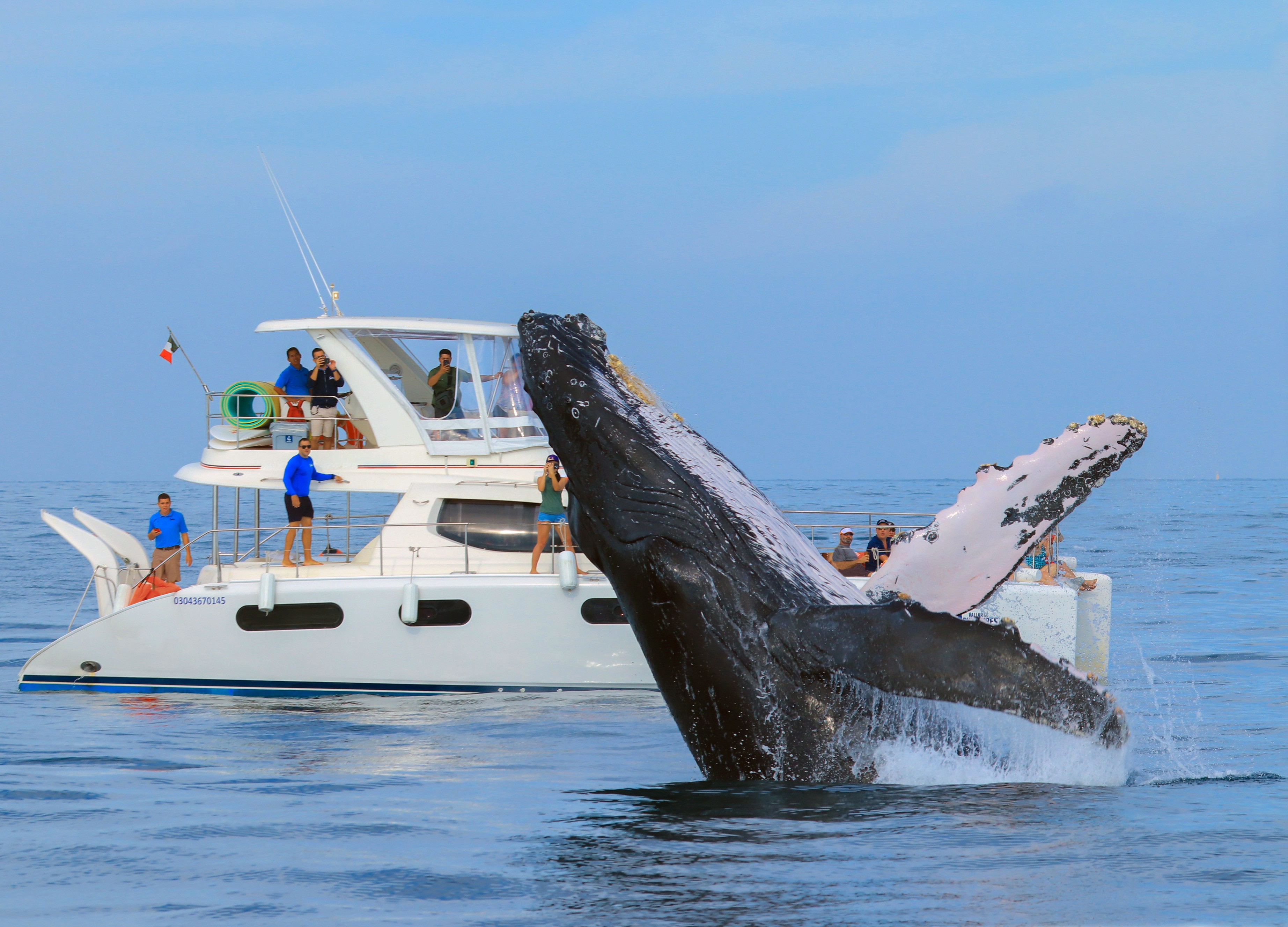Humpback whale in Cabo San Lucas, Mexico, during peak whale watching season, December to March