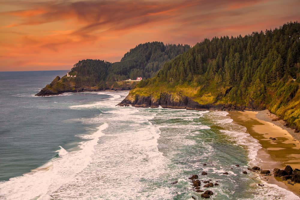Wildflowers in Yachats Oregon