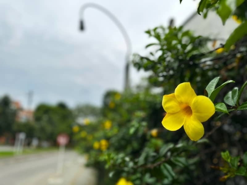 yellow flower on the streets of Medellin