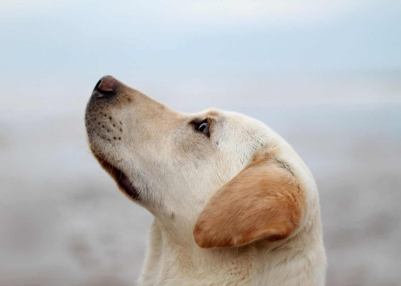 Yellow Lab Looking Up - A loyal companion deserves safe and comfortable travel