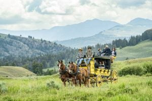 A stagecoach tour offering a unique way to view Yellowstone's wildlife