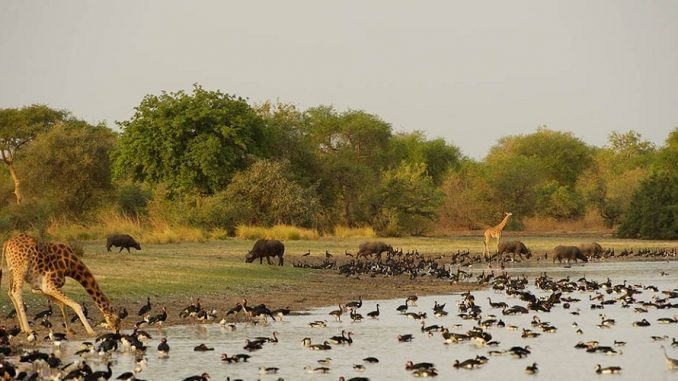Elephants in Zakouma National Park, Chad, grazing in the savanna