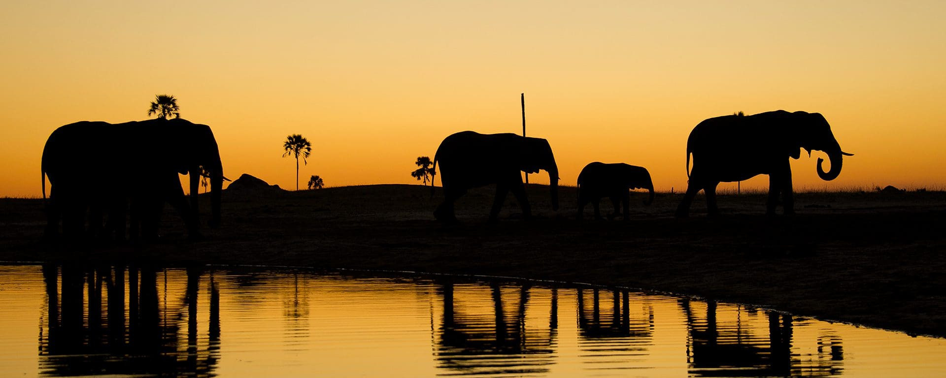 Hwange is known for its large herds of elephant, which tend to congregate around waterholes during the dry season