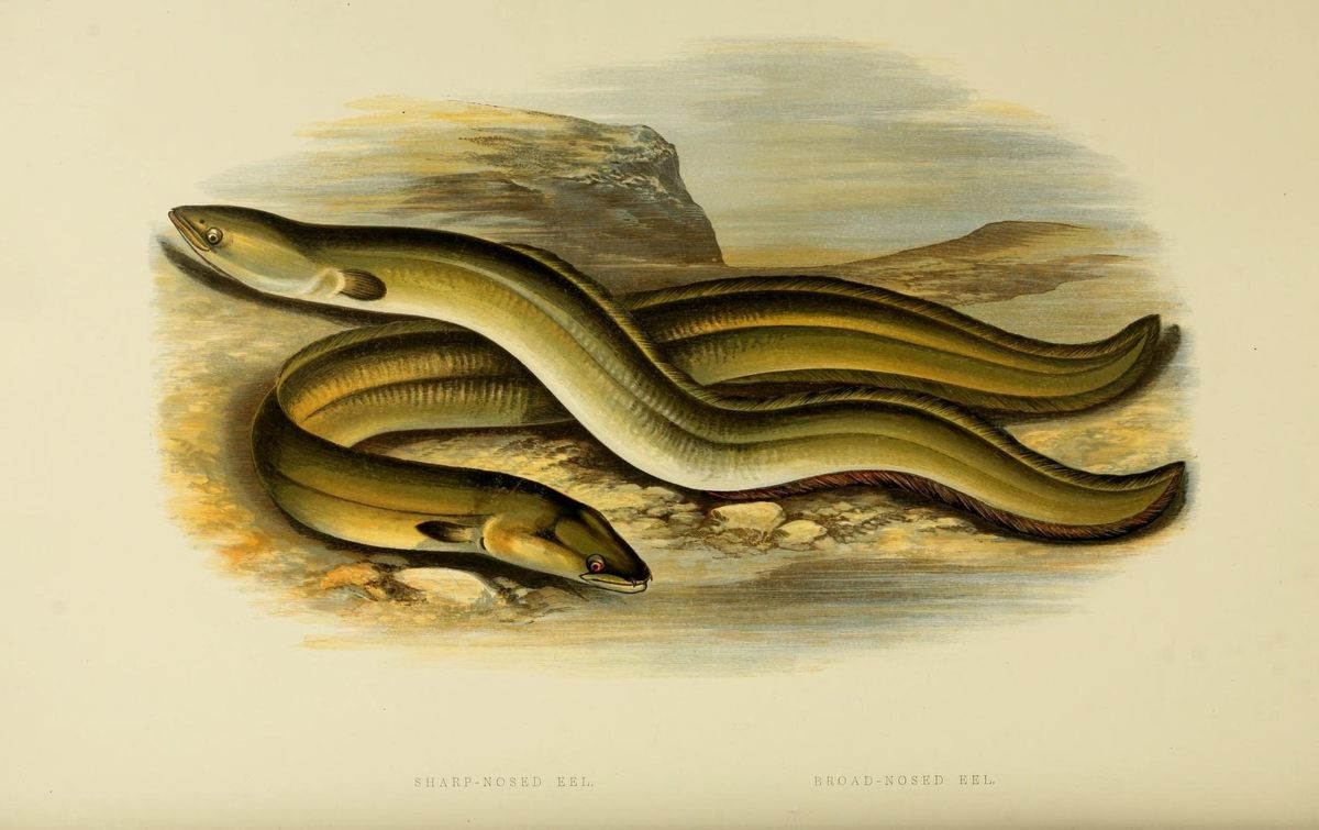The Anguilla vulgaris (Sharp-nosed Eel) and Anguilla latirostris (Broad-nosed Eel) are both Anguilla anguilla, or European Eel.