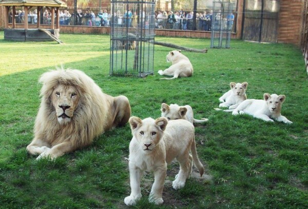 The Borysew Zoo Safari in Łódzkie Voivodeship offers the opportunity to see animals in a natural setting.